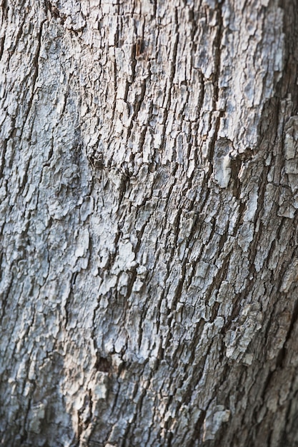 Kostenloses Foto weiße rinde des baumes