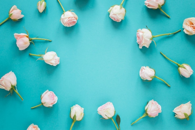 Weiße Rosen des Draufsichtfrühlings mit Kopienraum