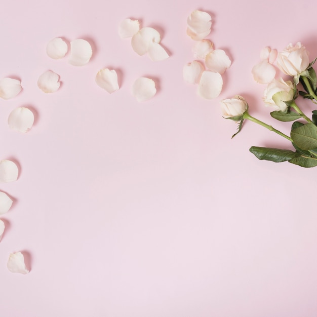 Weiße Rosen und Blumenblätter über rosafarbenem Hintergrund