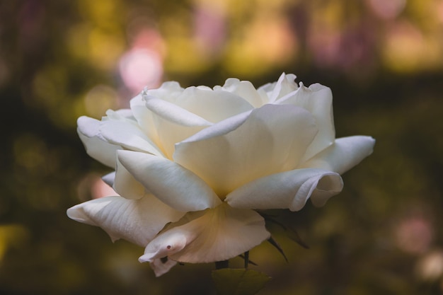 Weiße rosenblüte, die im frühling blüht kopierbereich selektiver fokus Premium Fotos