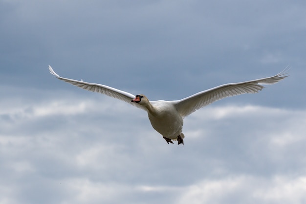 Weiße schöne Gans mit langen Flügeln, die in den Himmel fliegen