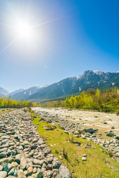 Weiße Schönheit Urlaub Baum Fluss