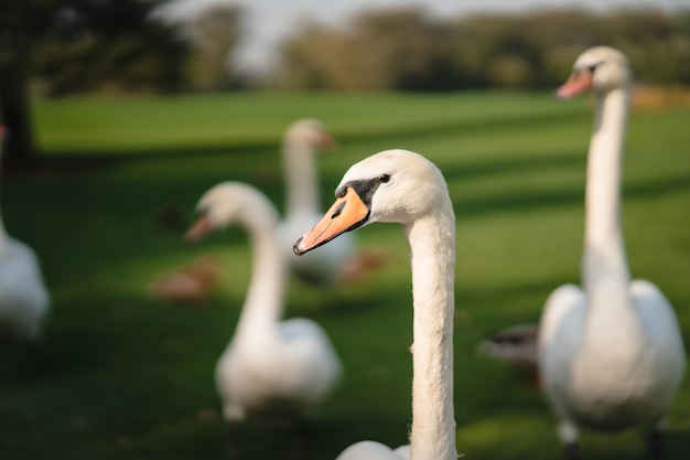 Weiße Schwäne, die auf dem grünen Gras im Park ruhen.