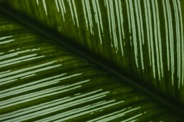 Weiße Streifen am Blatt