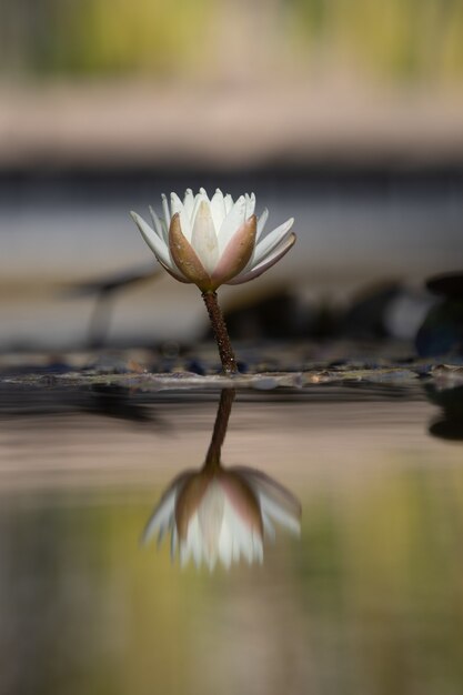 Weiße und braune Blume auf braunem Ast