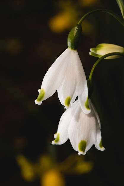 Kostenloses Foto weiße und gelbe blume im makro