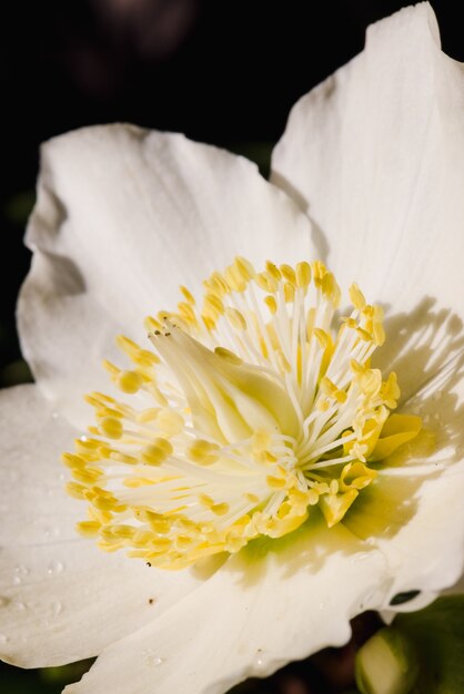 Weiße und gelbe Blume in Nahaufnahme