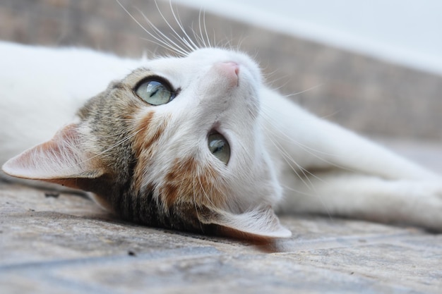 Weiße und graue süße europäische Katze auf grauem Zementhintergrund