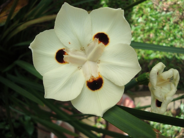Weiße und schwarze Blume