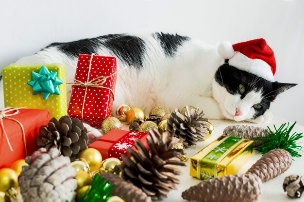 weiße und schwarze Katze mit Weihnachtsmann-Weihnachtsmannmütze mit Verzierungen auf einem Tisch