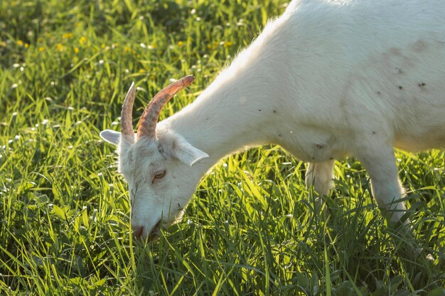 Weiße Ziege der Nahaufnahme, die Gras isst