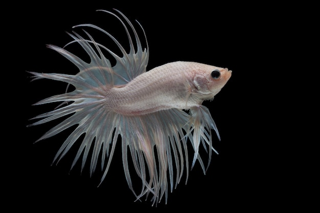 weißer Crowntail-Betta-Fisch