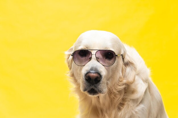 Weißer Golden Retriever posiert im Studio mit Straßenkleidung und Brille, musikalischer Künstlerlook artist