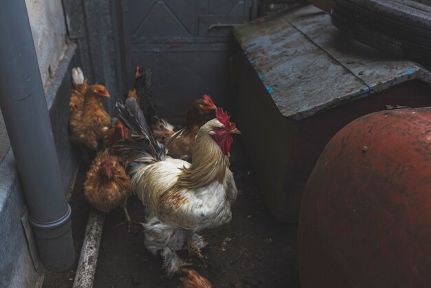 Weißer Hahn und braunes Huhn