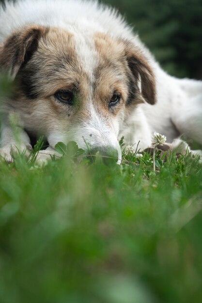 Weißer Himalaya-Hund, der in der natürlichen Umgebung ruht