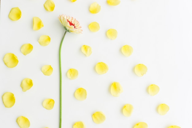 Weißer Hintergrund mit dekorativen Blüten und gelben Blüten