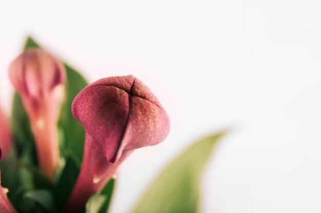 Weißer Hintergrund mit schöner lila Blumenknospe