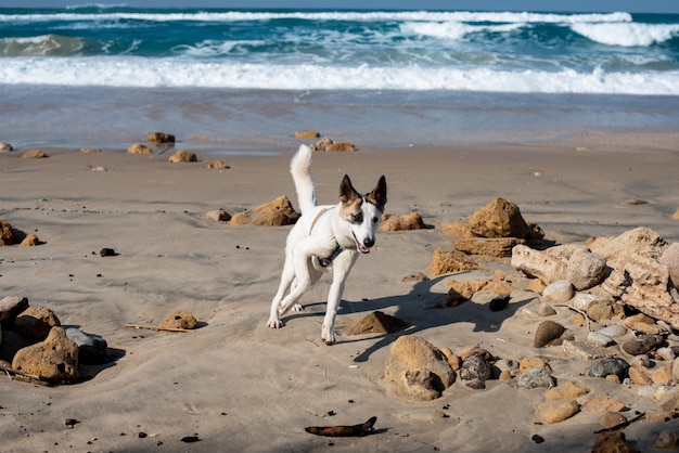 Weißer Hund, der durch den Strand läuft, der durch das Meer unter Sonnenlicht und einem blauen Himmel umgeben ist