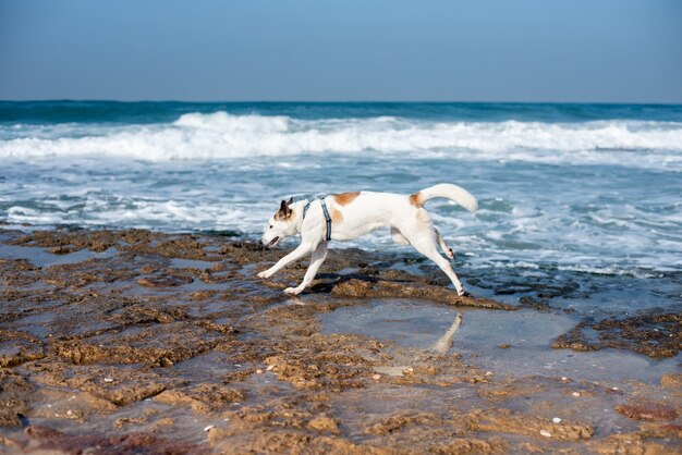 Weißer Hund, der durch den Strand läuft, der durch das Meer unter Sonnenlicht und einem blauen Himmel umgeben ist