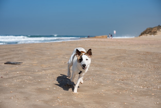 Weißer Hund, der durch einen Strand läuft, der durch das Meer unter einem blauen Himmel und Sonnenlicht umgeben ist