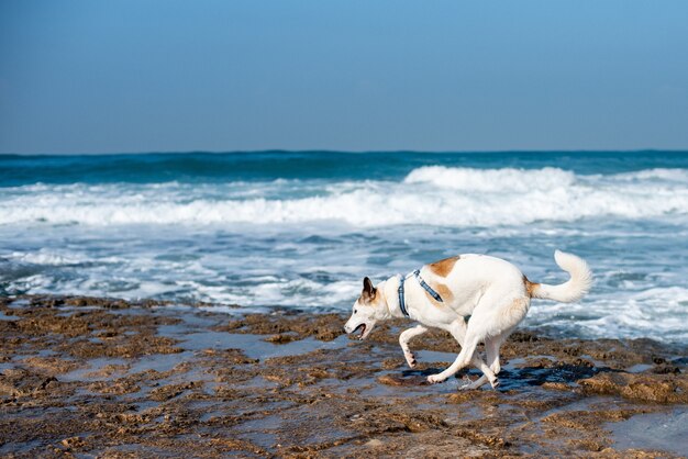 Weißer Hund, der durch einen Strand läuft, der durch das Meer unter einem blauen Himmel und Sonnenlicht umgeben ist