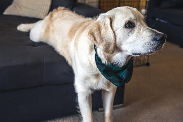 Weißer Hund Labrador Nahaufnahme auf dem Sofa im Inneren des Hauses