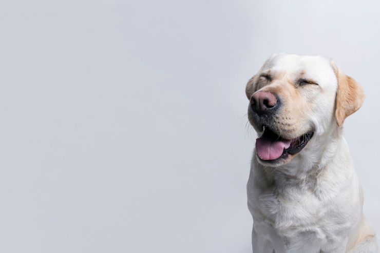 Kostenlose Foto weißer hund