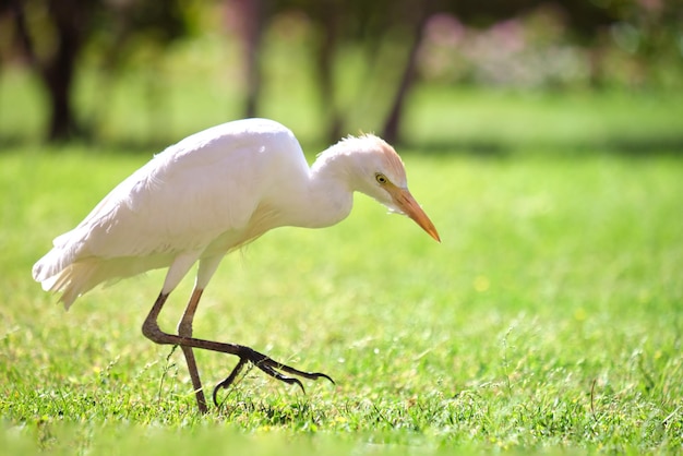 Weißer kuhreiher wilder vogel, auch bekannt als bubulcus ibis, der im sommer auf grünem rasen spaziert. Premium Fotos
