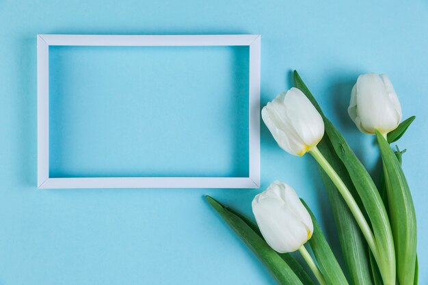 Weißer leerer Rahmen mit frischen Tulpen gegen blauen Hintergrund