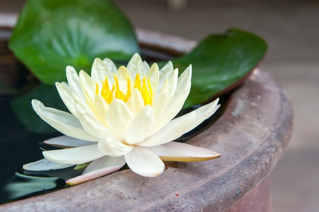 weißer Lotus