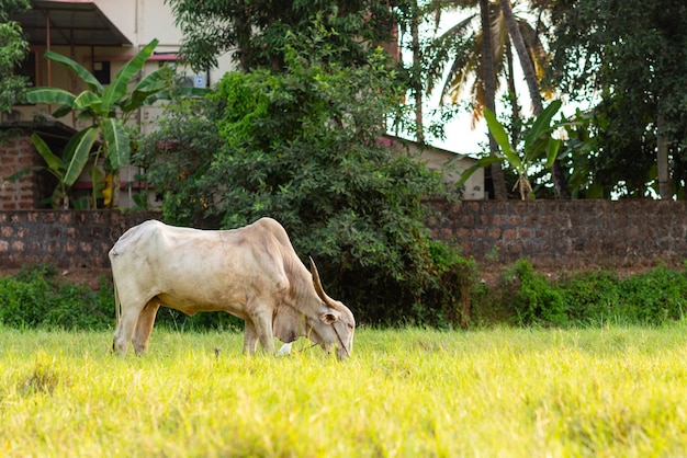 Weißer Rinderochse, der auf einem landwirtschaftlichen Feld in Goa, Indien weiden lässt?