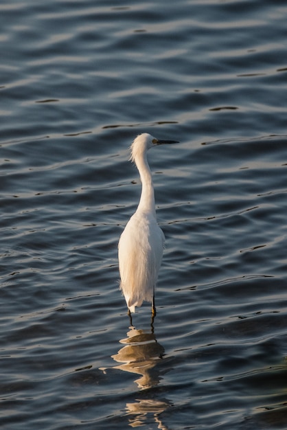 Weißer Schwan auf dem Wasser während des Tages