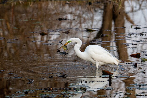 Weißer Storch, der auf dem Wasser geht und Fisch isst