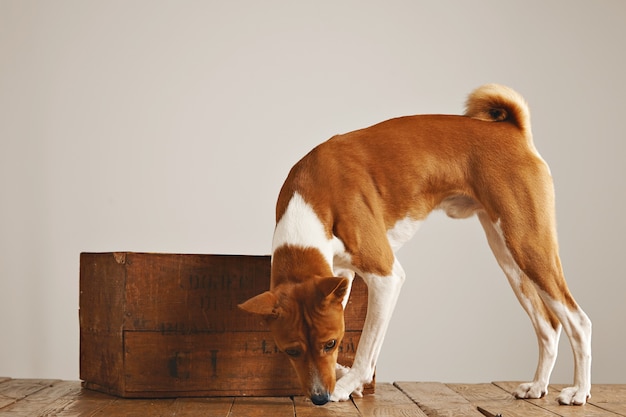 Weißer und brauner Hund, der herumläuft und den Boden um eine schöne Weinleseholzkiste gegen weißen Wandhintergrund schnüffelt