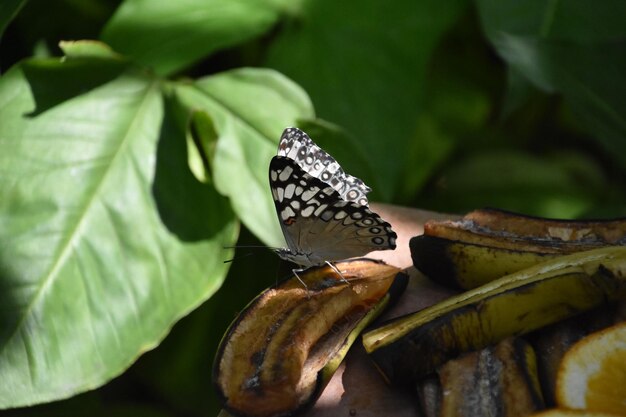 Weißer und grauer geflügelter Schmetterling auf verrottenden Früchten in Aruba