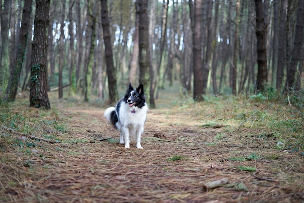 Weißer und schwarzer Randcollie in einer Waldlandschaft