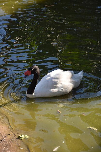 Weißer und schwarzer Schwan, der in einem flachen Teich schwimmt.
