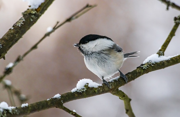 Weißer und schwarzer Vogel auf Ast