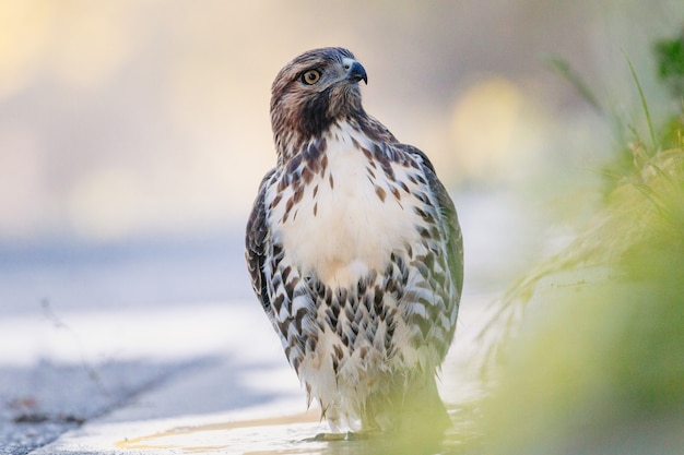 Weißer und schwarzer Vogel auf weißer Oberfläche