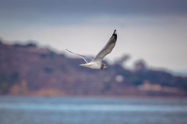 Weißer und schwarzer Vogel, der tagsüber über das Meer fliegt