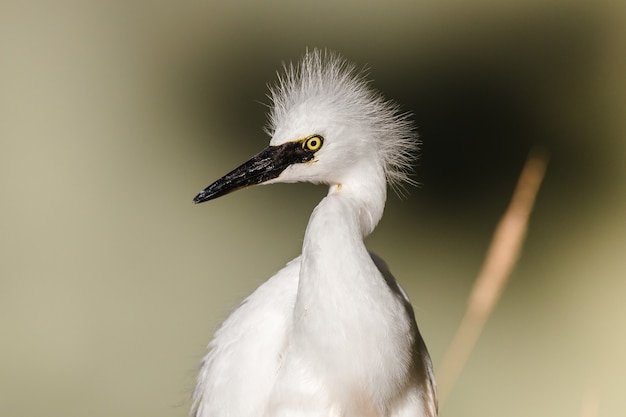 Weißer Vogel auf braunem Holzstab