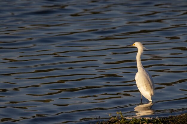 Weißer Vogel auf dem Wasser während des Tages