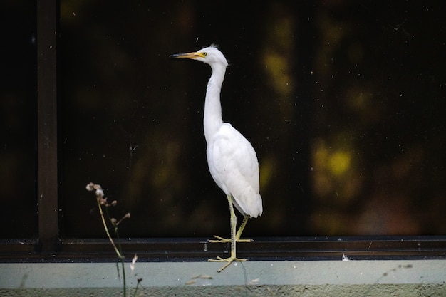 Weißer Vogel auf schwarzem Metallzaun während der Nachtzeit