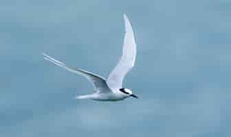 Kostenloses Foto weißer vogel, der über dem meer fliegt