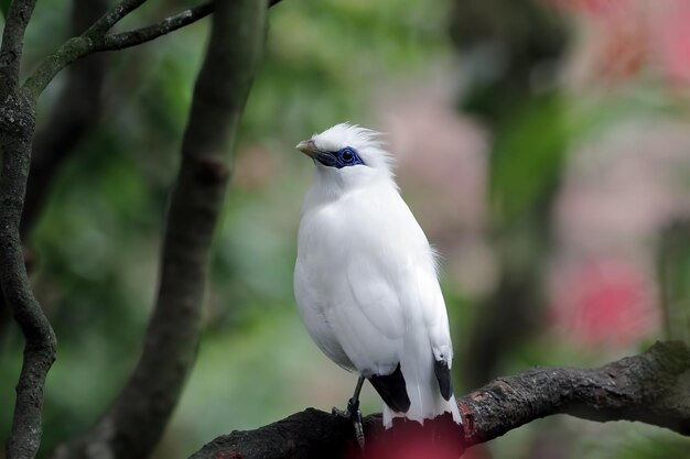 Weißer Vogel Nahaufnahme auf Baum Jalak Bali Vogel auf Zweig Jalak Bali Vogel Nahaufnahme Kopf