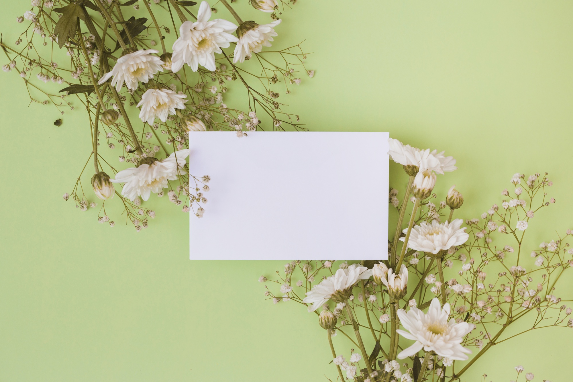 Weißes Gänseblümchen blüht mit leerem Weißbuch über grünem Hintergrund