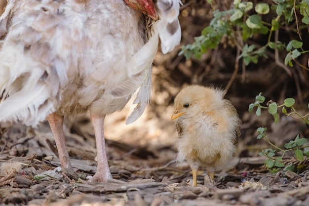 Weißes Huhn auf braunem Boden