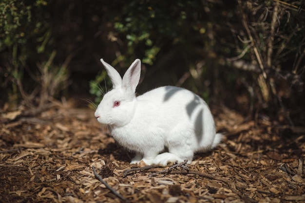 Weißes Kaninchen auf dem Boden