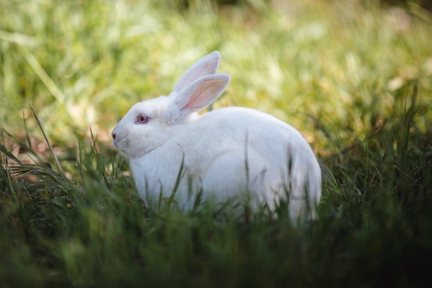 Weißes Kaninchen auf dem Feld