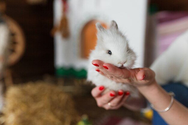Weißes Kaninchen in den Frauenhänden an unscharfem Innenraum.